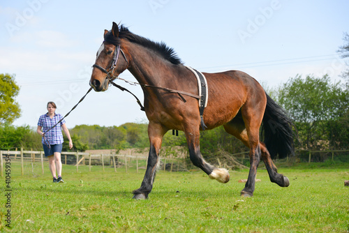 Lunging horse outdoors on grass, exercising without riding to improve horses movement.