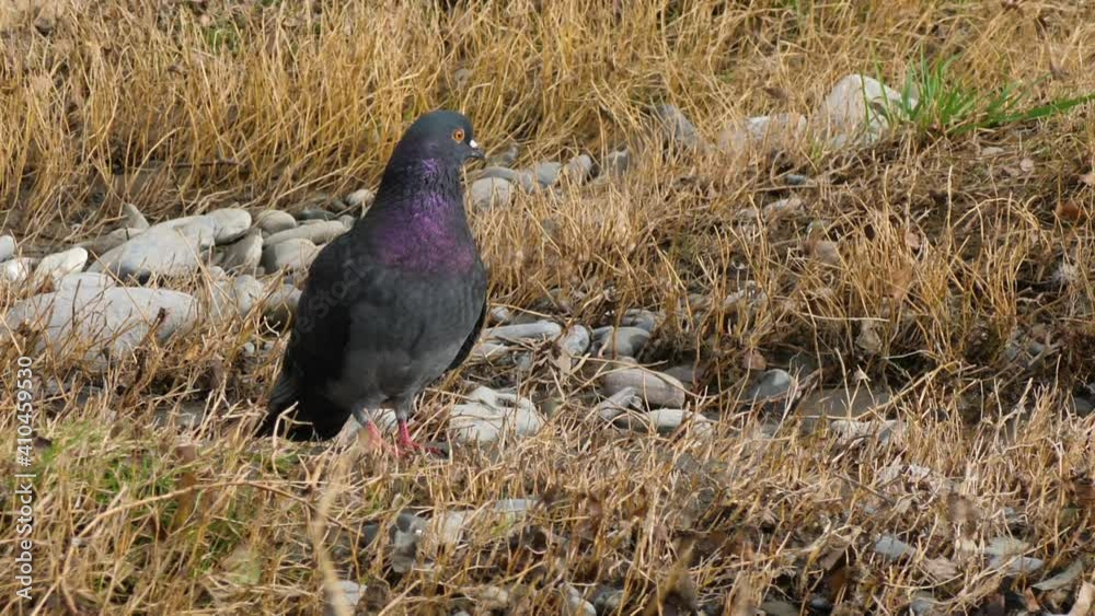 Close up portrait of rock dove, rock pigeon or common pigeon with iridescent feathers on neck. Close up portrait of rock dove, rock pigeon or common pigeon with iridescent feathers on neck.