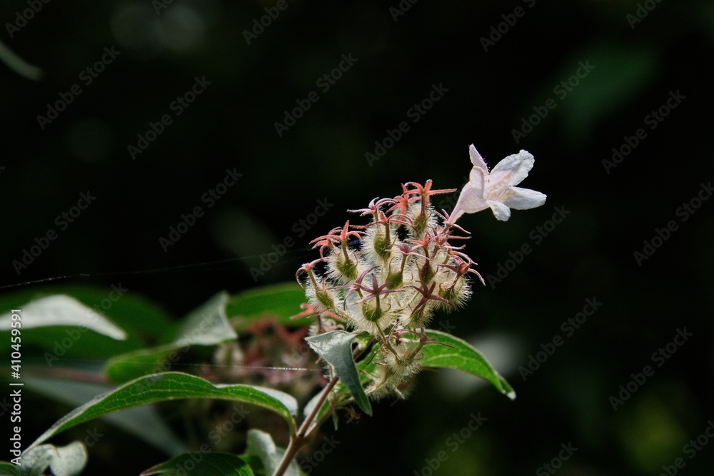 Mehrblütige Blume mit Spinnweben - Multi-flowered flower with cobwebs Mehrblütige Blume mit Spinnweben - Multi-flowered flower with cobwebs