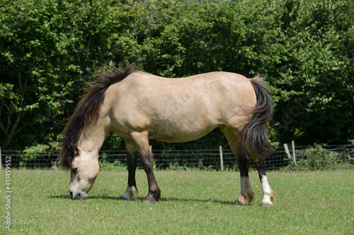 Close up shot of pretty pony grazing on grass in field, showing signs of being overweight a dangerous situation for its health.