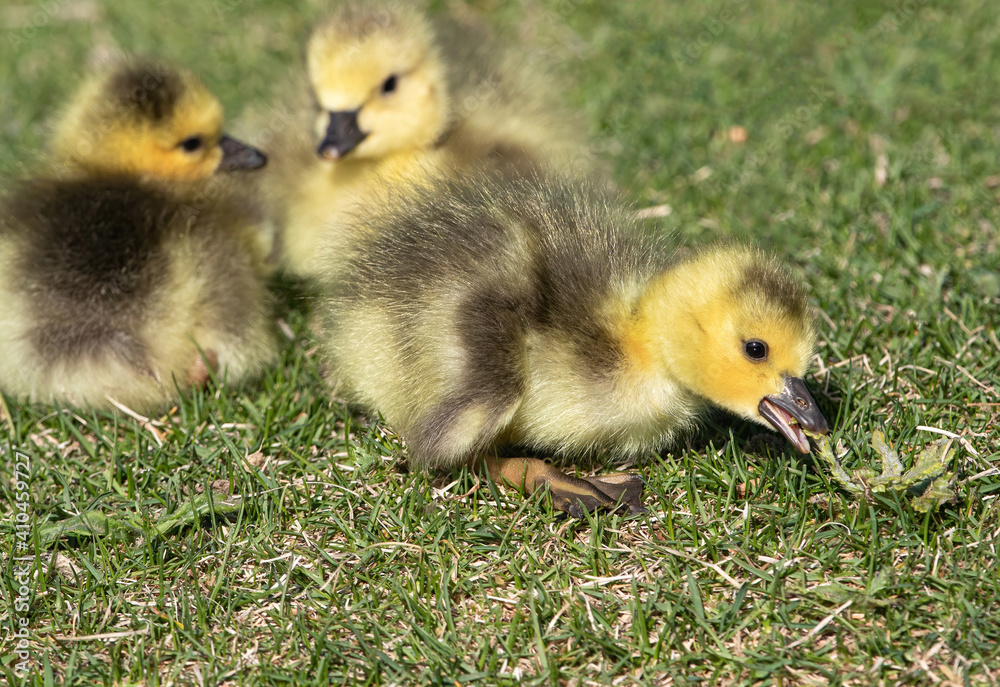 A very young baby goose discovers a nearby weed for a meal. A very young baby goose discovers a nearby weed for a meal.