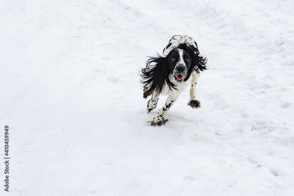 A dog of breed Russian Spaniel, black and white color, runs along the road, outdoors in winter.