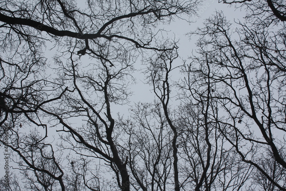 Dark winter trees Dark winter trees