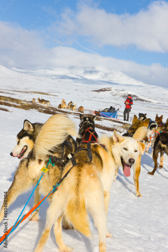 Dog sledding for musk ox watching in autumn in the tundra landscape of Dovrefjell National Park. Norway. Europe
