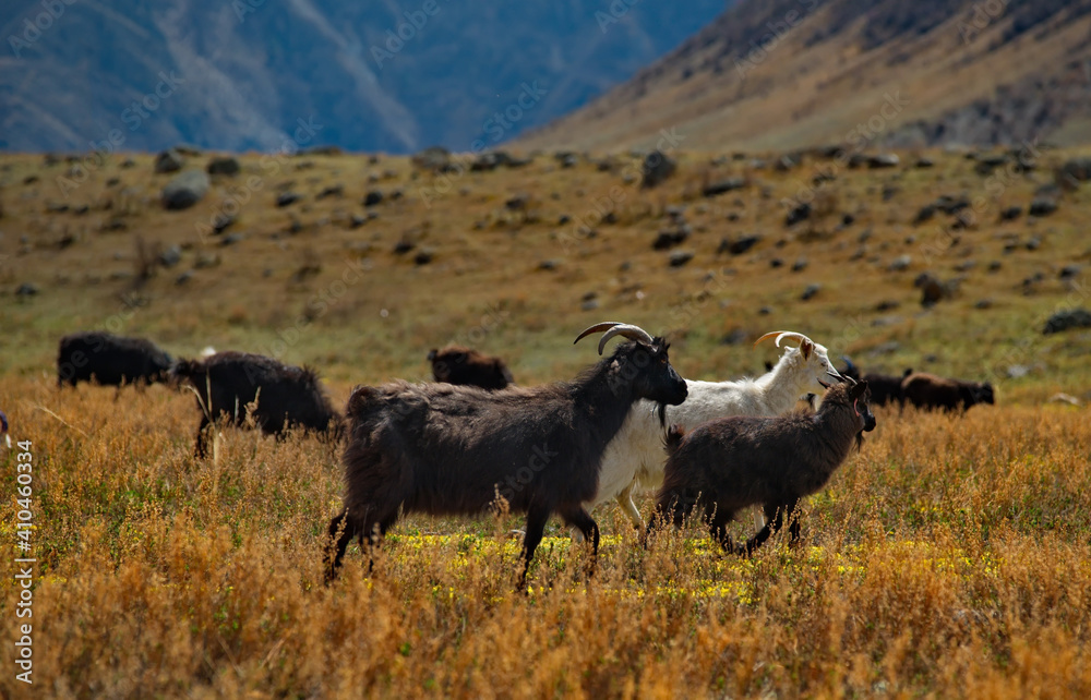 Russia. Mountain Altai. Goats on poor pasture in the valley of the Katun river.