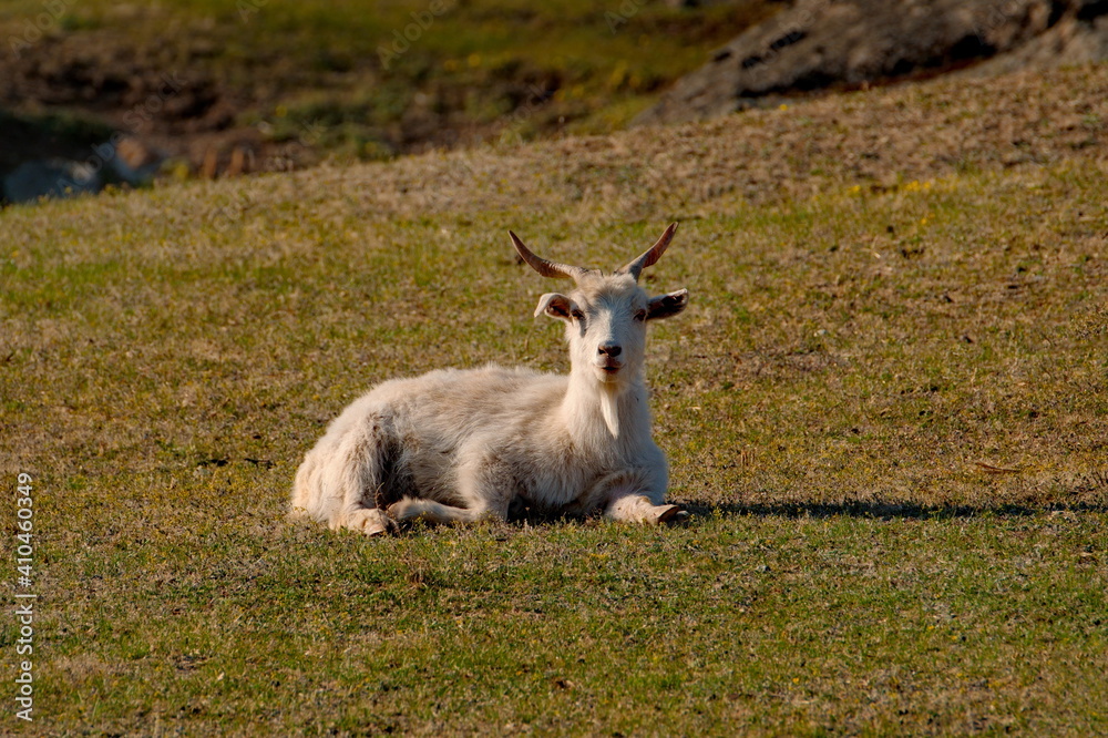 Russia. Mountain Altai. Goats on poor pasture in the valley of the Katun river. Russia. Mountain Altai. Goats on poor pasture in the valley of the Katun river.