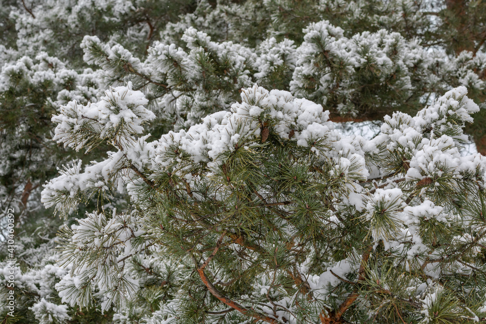 Green pine branches covered with snow.
Green pine branches covered with snow.