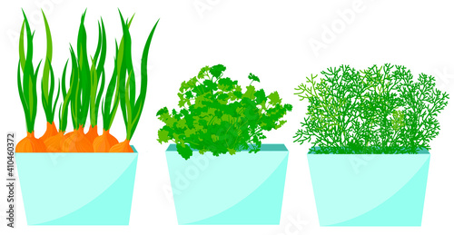  Onions, dill and parsley in pots on the window