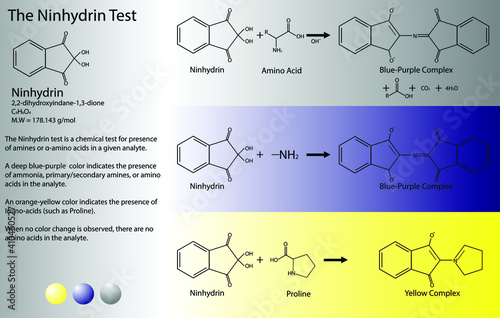 Ninhydrin test for amino acids reactions. Chemical equations of organic chemistry experiment. 2D Molecular formula and structure of Ninhydrin.