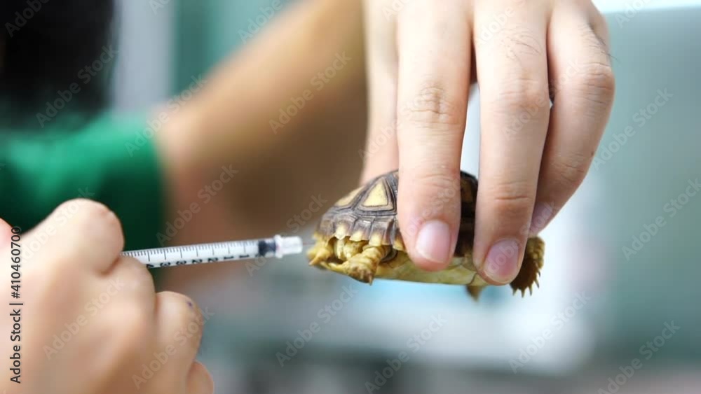 Turtles are Exotic Pets. Sulcata Tortoise injecting by vet doctor. The