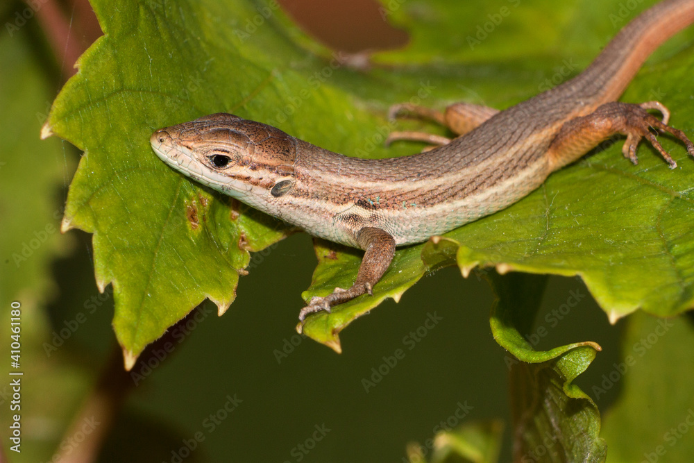 lizard on a tree lizard on a tree