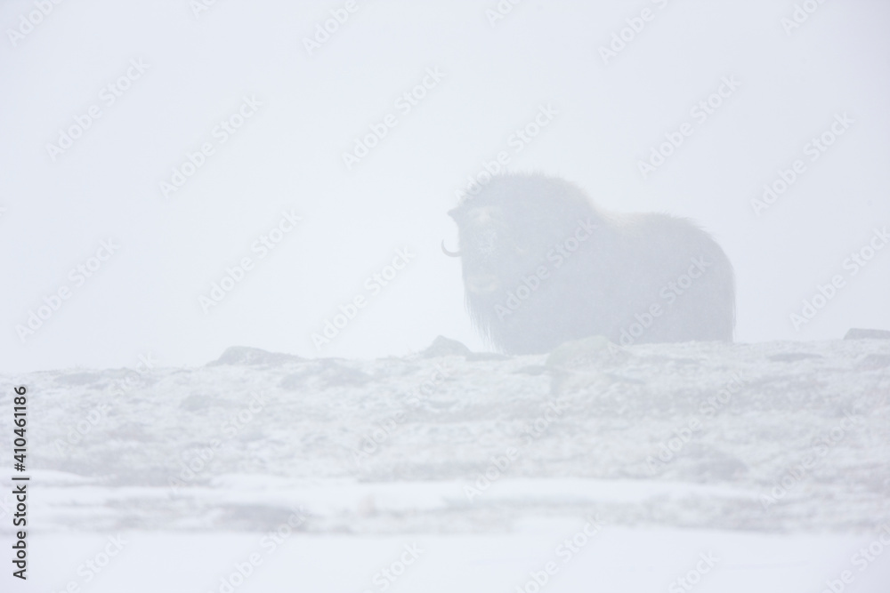 Musk Oxen in Autumn in the tundra landscape of Dovrefjell National Park. Norway. Europe Musk Oxen in Autumn in the tundra landscape of Dovrefjell National Park. Norway. Europe