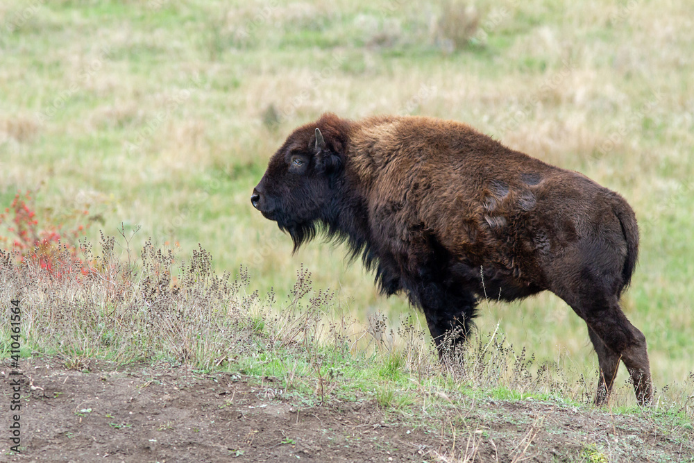 Young bull in prairie closeup. American buffalo baby.