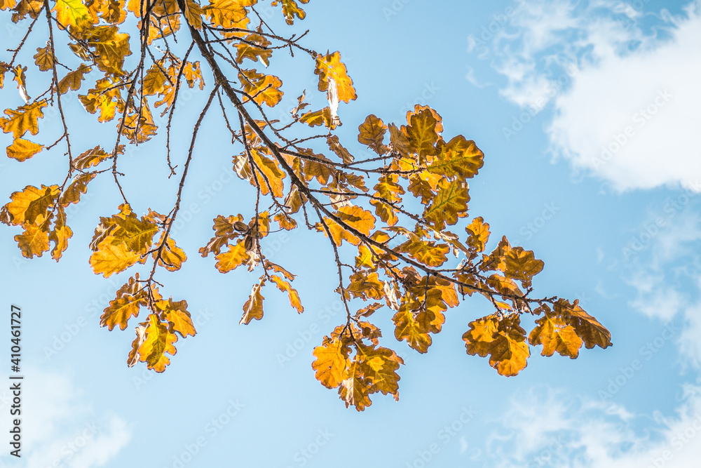 Dry autumn oak leaves in nature against the sky. Dry autumn oak leaves in nature against the sky.
