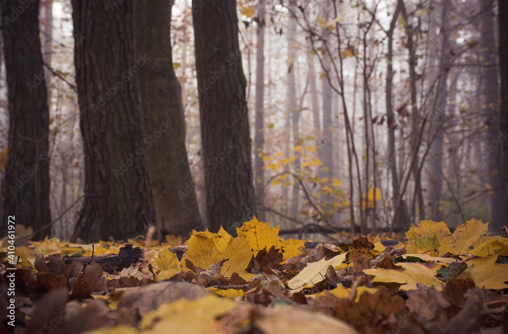 Autumnal view of ground level. Withered leaves covering the soil of a wilderness. Kampinos National Park, Poland. Selective focus on the leaves in front of the picture, blurred background.
