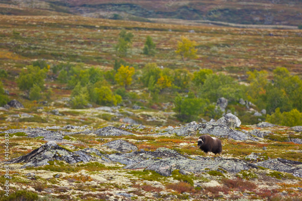 Obraz premium Musk Oxen in Autumn in the tundra landscape of Dovrefjell National Park. Norway. Europe