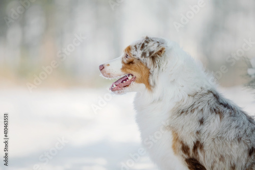 Australian Shepherd dog in winter