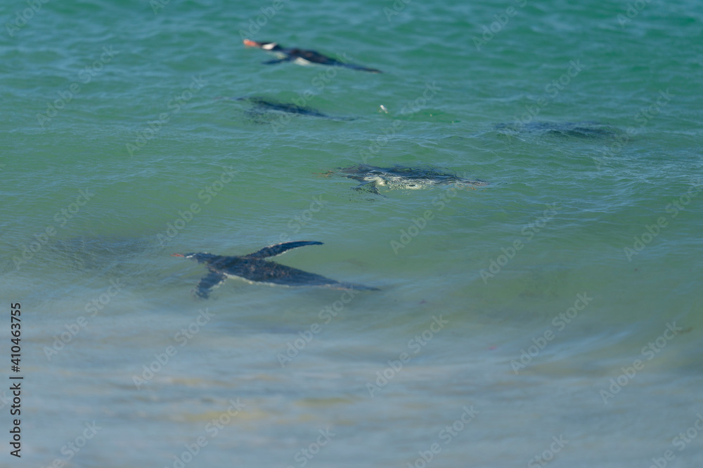 Naklejka premium The gentoo penguin (Pygoscelis papua)