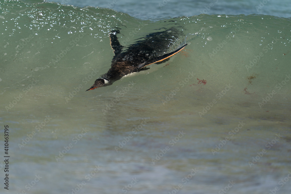 Fototapeta premium The gentoo penguin (Pygoscelis papua)
