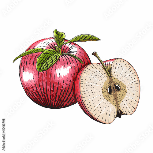 Vector engraved style illustration for posters, decoration and print. Hand drawn etching sketch of passion fruit in colorful. Detailed vegetarian food linocut drawing. Scratch board imitation.