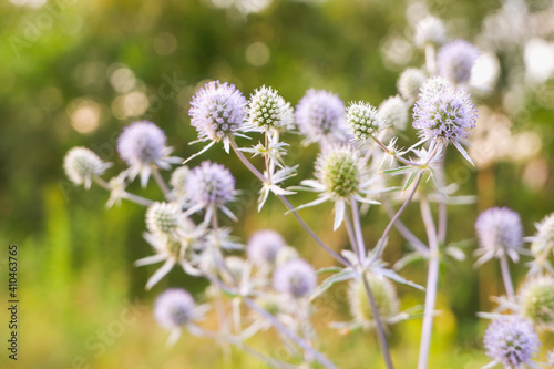 Beautiful inflorescences of Echinops close-up on a green background in the rays of the setting sun.