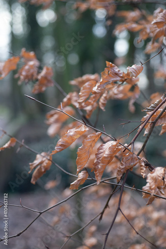 Dry leaves on tree on the walking path in the woods of Cronensteyn polder, Leiden, Netherlands