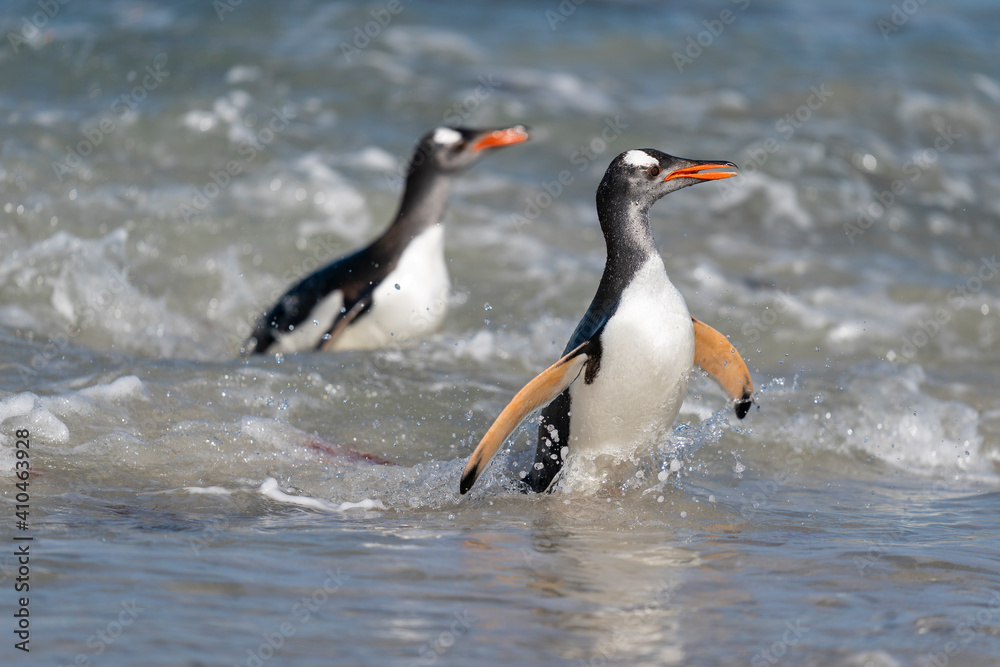 Fototapeta premium The gentoo penguin (Pygoscelis papua)