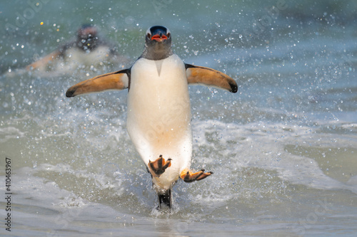 The gentoo penguin  Pygoscelis papua 