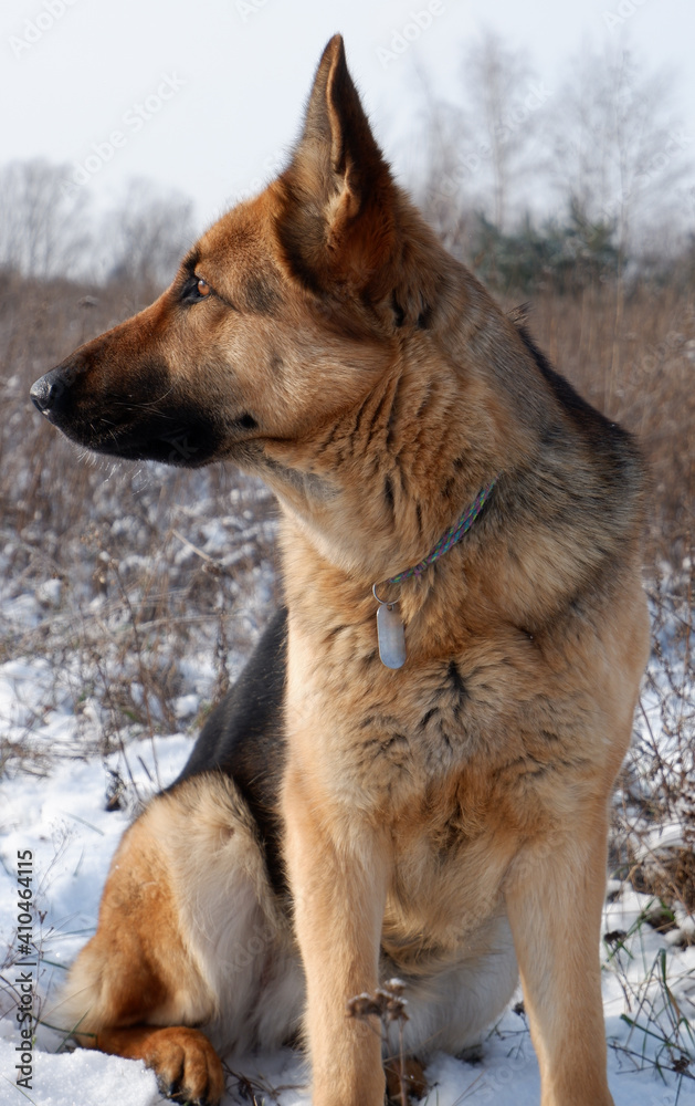 German shepherd dog sitting on white snow in a field. German shepherd dog sitting on white snow in a field.