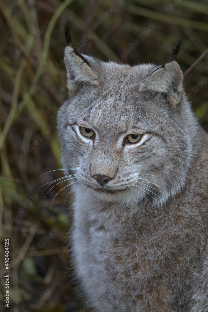 Europäischer Luchs (Lyny lynx)