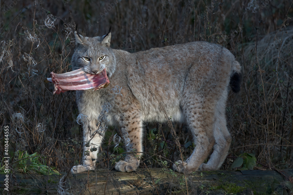 Obraz premium Europäischer Luchs (Lyny lynx)
