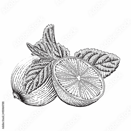 Vector engraved style illustration for posters, decoration and print. Hand drawn etching sketch of passion fruit in monochrome. Detailed vegetarian food linocut drawing. Scratch board imitation.