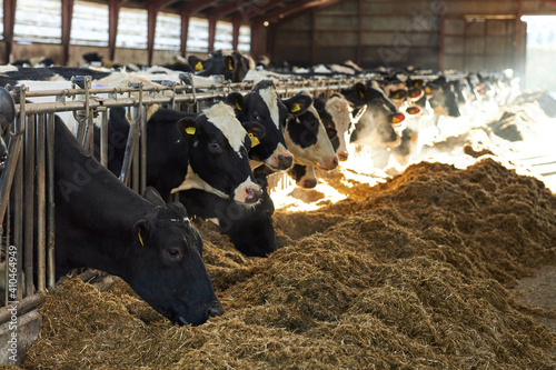 A cow is standing in the dirt, Dairy cows in a farm

A herd of cattle lying on top of a pile of hay. Dairy cows in a farm
