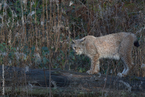 Europäischer Luchs (Lyny lynx)