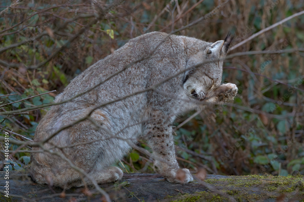 Fototapeta premium Europäischer Luchs (Lyny lynx)