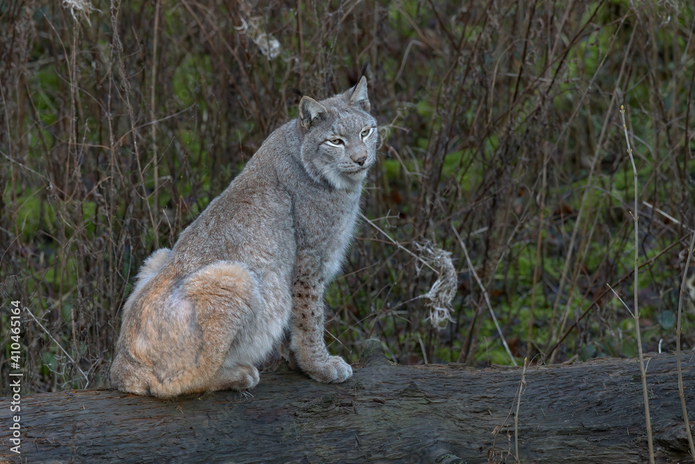 Fototapeta premium Europäischer Luchs (Lyny lynx)