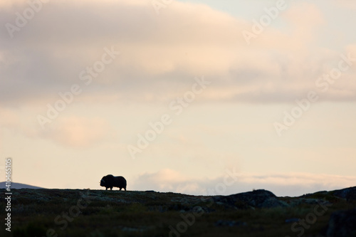 Musk Oxen in Dovrefjell National Park. Norway. Europe