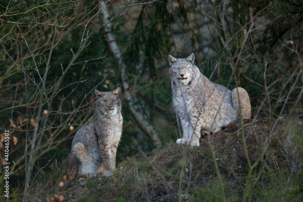 Europäischer Luchs (Lyny lynx)