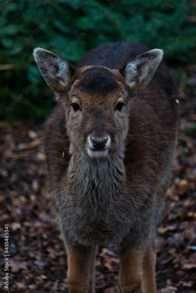 Fototapeta premium Deer