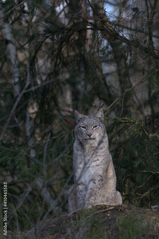 Fototapeta premium Europäischer Luchs (Lyny lynx)