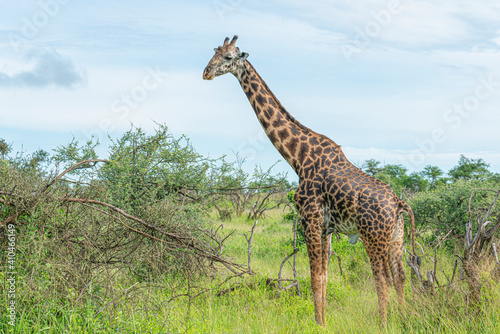 Close-up of a young giraffe.