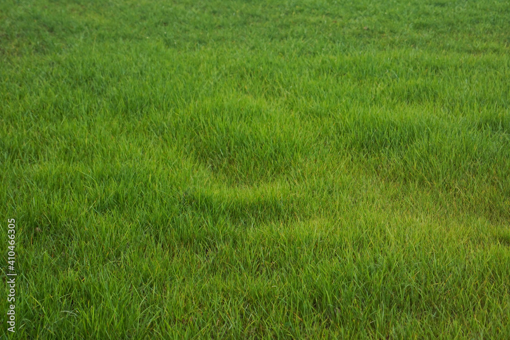 Herbe fraiche dans un pré - paysage de campagne / Fresh grass in a meadow - countryside landscape Herbe fraiche dans un pré - paysage de campagne / Fresh grass in a meadow - countryside landscape