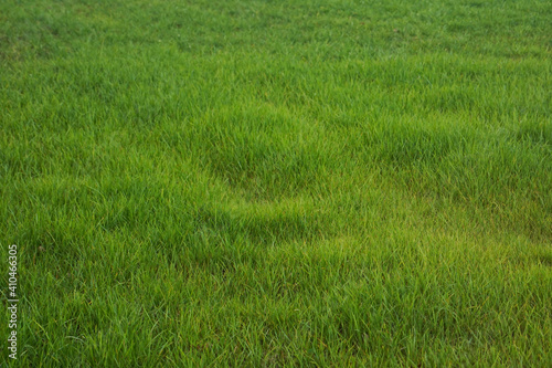 Herbe fraiche dans un pré - paysage de campagne / Fresh grass in a meadow - countryside landscape