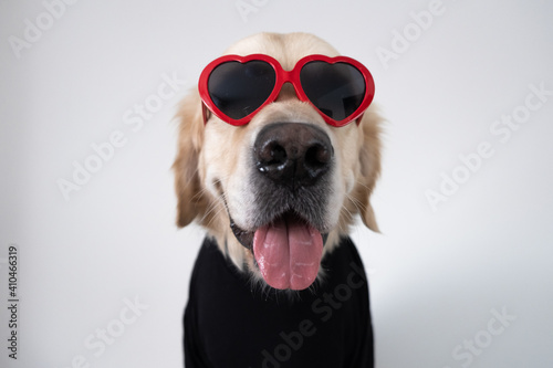 Dog for valentine's day. Golden retriever in red glasses with hearts and a black turtleneck sits on a white background