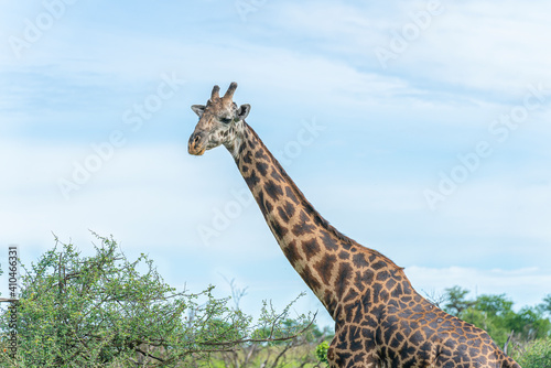 Close-up of a young giraffe. © Иван Грабилин