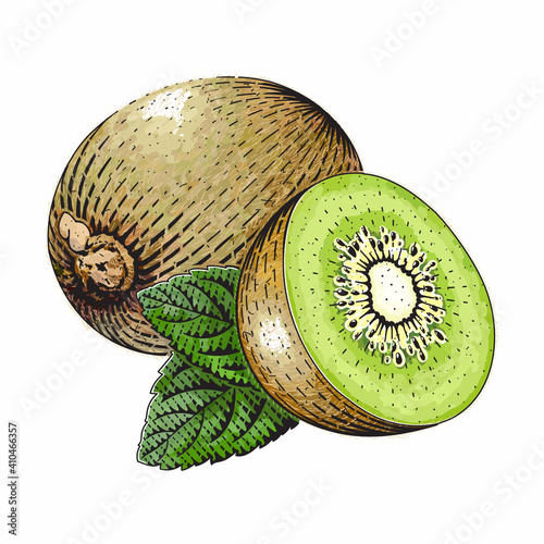 Kiwi vector engraved style illustration for posters, decoration and print. Hand drawn etching sketch of passion fruit in colorful. Detailed vegetarian food linocut drawing. Scratch board imitation.