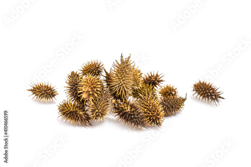 Tela burdock sticky plant seed that sticks on dogs and clothes closeup macro-photogra