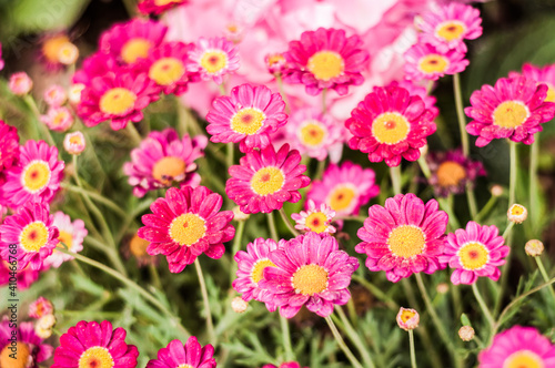 pink daisy in the garden