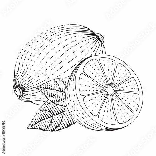 Lemon vector engraved style illustration for posters, decoration and print. Hand drawn etching sketch of passion fruit in monochrome. Detailed vegetarian food linocut drawing. Scratch board imitation.