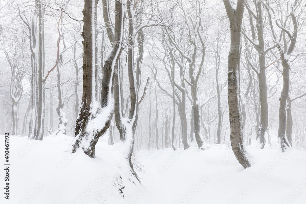 Beautiful winter forest scene with bare trees covered with white snow.
Snow-covered, white forest, during of snowfall 